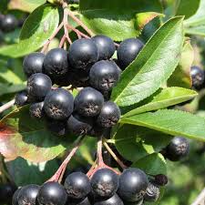 Aronia Black Chokeberry Cuttings - Set of 12 Unrooted, 6-8" Long, Aronia melanocarpa, Ideal for Propagation