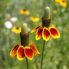 100mg Mexican Hat Seeds, Ratibida columnifera, Drought-Tolerant Wildflower with Bold Red & Yellow Blooms