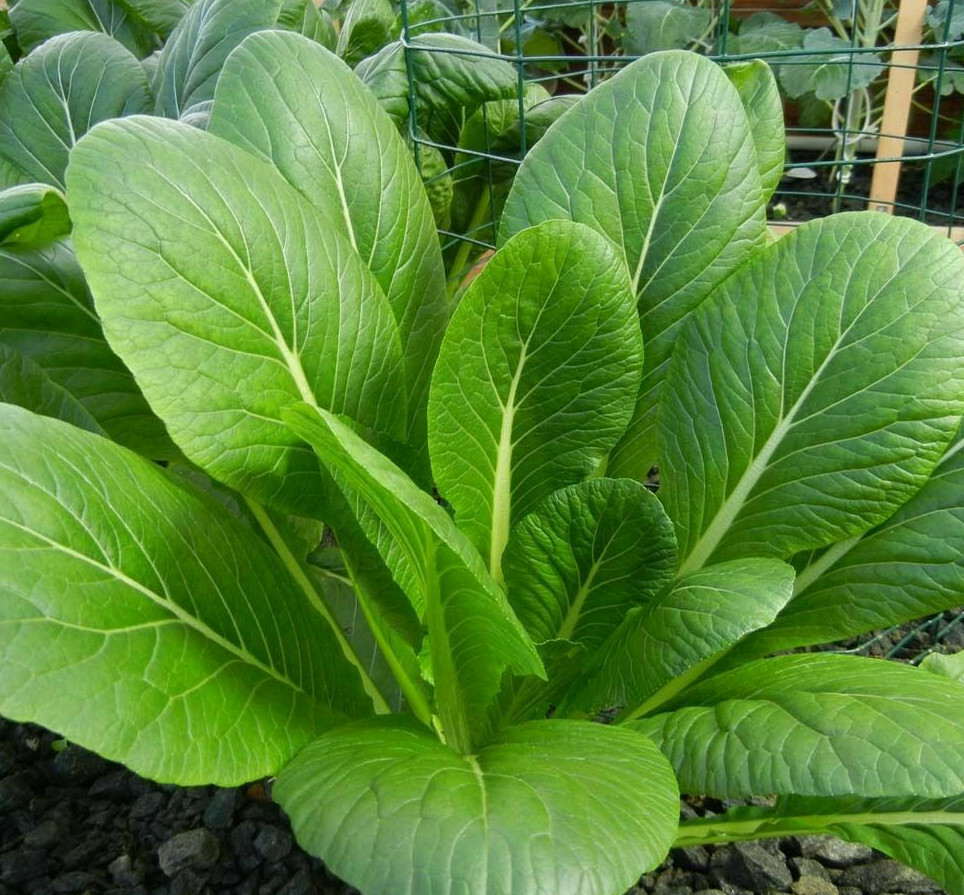 300 Seeds Mustard Green Spinach Komatsuna Tendergreen for Planting (Brassica rapa) - Healthy, Nutritious Greens for Home Gardens