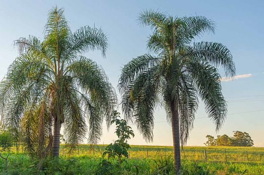 25+ Tropical Queen Palm Seeds - Syagrus Romanzoffiana - Ready to Grow, Fast-Growing Palm Tree