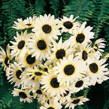 100 Seeds Italian White Sunflower, Non-GMO, Pollinator Friendly, Cut Flowers, Bees, Beautiful White Blooms, Easy to Grow Garden Flowers