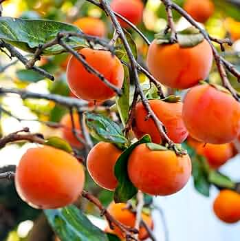 5 Unrooted Cutting 6-8" FUYU Persimmon Tree (Diospyros kaki) for Grafting – Fruit Tree Propagation