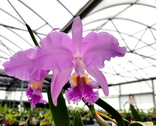 Cattleya Mossiae x Semi-Alba Orchid Seedlings | Live Plant | Blue Dynasty x Semi-Alba | Great Collector's Species | Fast Growth