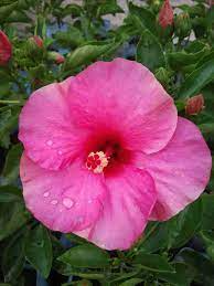 Exotic Magenta Fuchsia Hibiscus Starter Plant - Live Tropical Plant 2-5 Inches Tall - Bare Root Hibiscus for Gardens & Landscaping