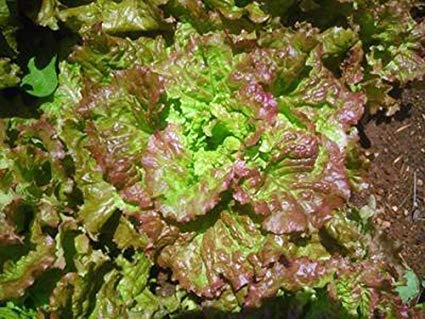 1000 Prizehead Lettuce Seeds – Lactuca sativa – Heirloom, Sweet & Crisp, Heat-Tolerant, Non-GMO
