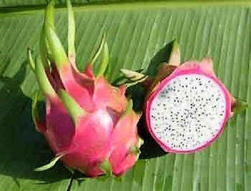 20 White Dragon Fruit Seeds (Hylocereus undatus) - Climbing Cactus Vine, 20ft Growth, Edible Exotic Fruit