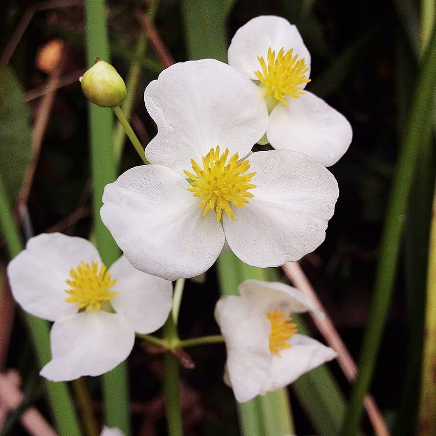 1000 Broadleaf Arrowhead Flower Seeds (Sagittaria Latifolia) | Water Plant, Pond Flower, Native Aquatic Perennial for Gardens
