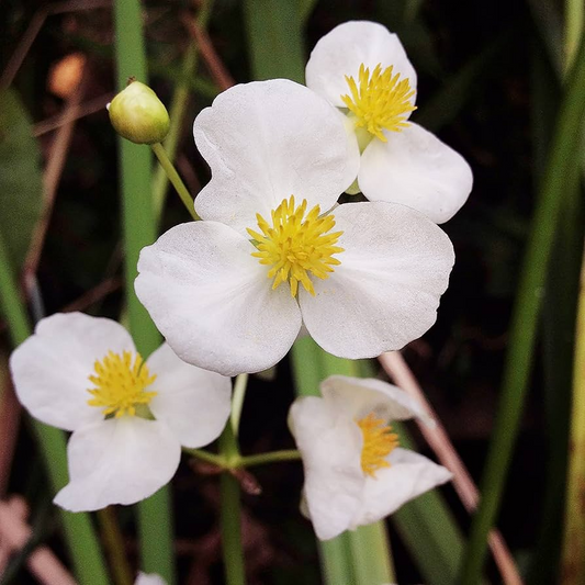 1000 Broadleaf Arrowhead Flower Seeds (Sagittaria Latifolia) | Water Plant, Pond Flower, Native Aquatic Perennial for Gardens
