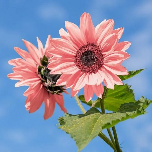 50pcs Non-GMO Pink Sunflower Seeds | Rare Stunning Blooms | Easy to Grow