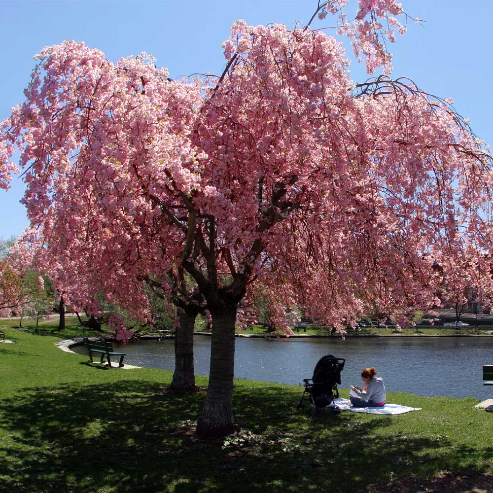 1 Weeping Cherry Tree, 2-3 Ft Tall, Live Flowering Tree, Ready to Plant, Prunus pendula