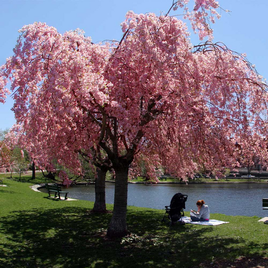 1 Weeping Cherry Tree, 2-3 Ft Tall, Live Flowering Tree, Ready to Plant, Prunus pendula