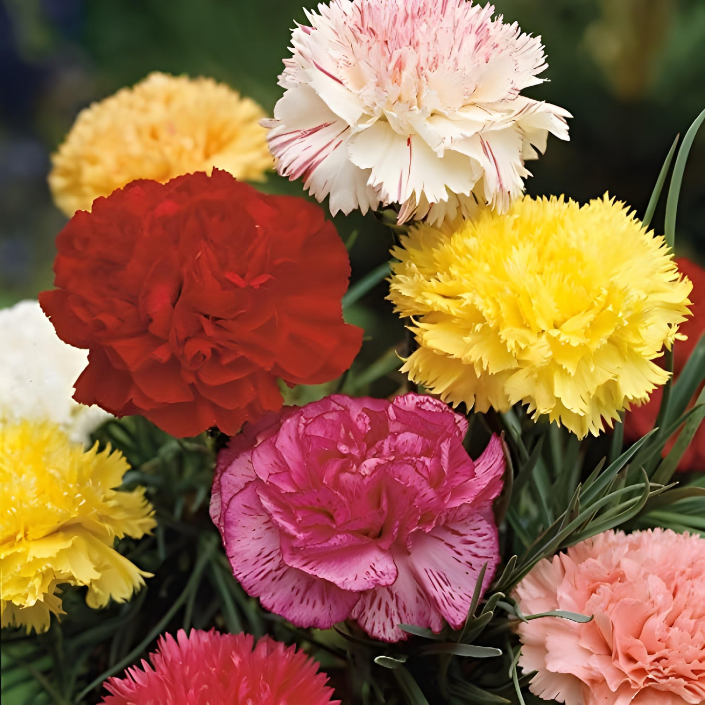 200 Carnation Chabaud Mix Seeds, Fragrant Cut Flowers, Non-GMO, Pollinator-Friendly, Florist-Grade, Vibrant Colors for Garden & Bouquets
