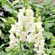 500 Seeds Snapdragon Snowflake, White Blooms Spring-Fall, Non-GMO, Up to 36" Tall, Antirrhinum majus, Easy to Grow