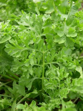 500 Seeds Wrinkled Crinkled Cress (Lepidium sativum) – Tangy, Nutritious Microgreen & Salad Herb