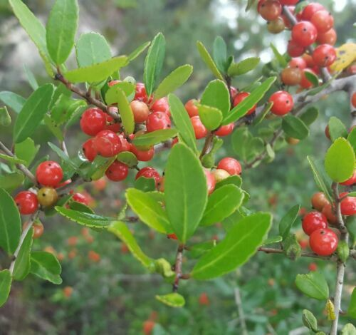 40 Yaupon Holly Seeds (Ilex vomitoria), Tea Shrub, Evergreen Hedge, Native Shrub, Edible Leaves, Bush, Tea Plant, Garden Starter