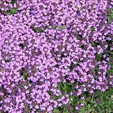 5000 Creeping Thyme Seeds | Perennial Herb & Purple Groundcover | Aromatic Low-Growing Thyme Plant for Gardens, Lawns, and Landscaping
