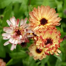 50 Seeds Calendula Sunset Buff Pink – Double Blooms, Bi-Colored, Heirloom, Non-GMO, Vibrant Flowers for Gardens, Pollinators & Cuttings