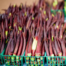 15 Seeds Okra Red Burgundy for Planting (Abelmoschus esculentus) - Vibrant, Red Okra for Home Gardens, Unique, Heat-Tolerant, High Yield