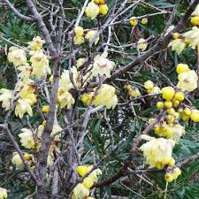 10 Seeds Chimonanthus Praecox Wintersweet Tree | Fragrant Heirloom Shrub | Hardy, Ornamental & Winter-Blooming