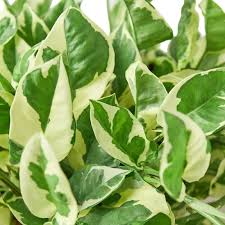 1 N’Joy Pothos Starter Plant Well-Rooted, 2-3 Leaves, 3-5 Inches Tall - Variegated Indoor Vine for Home & Office Decor