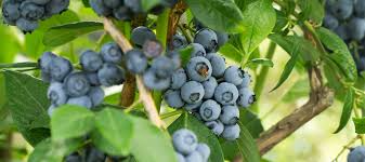 50 Blue Raspberry Bush Seeds for Sweet, Edible Berry Fruits, Delicious Blue Berries, High Yield, Easy to Grow, Organic, Perfect for Garden