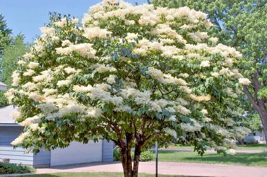 25 Japanese White Lilac Tree Seeds (Syringa reticulata) – Cold Hardy, Fragrant Flowers, 30ft Tall