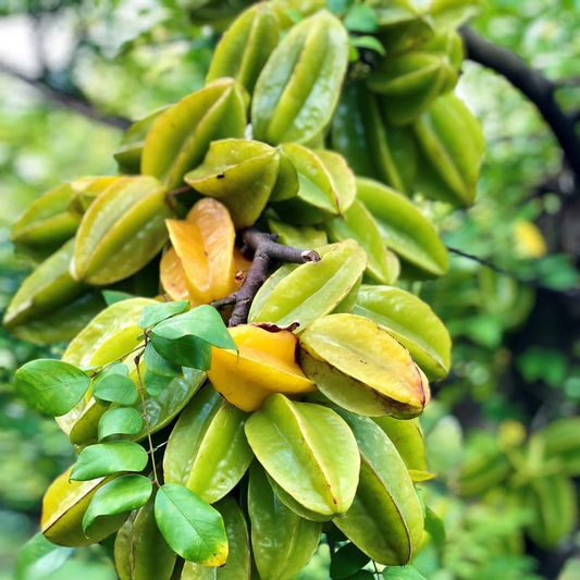 Grafted Star Fruit Seedling Starter Plant (Averrhoa carambola) Live Fruit Tree 24″-36″ - Sweet Tropical Carambola for Garden or Patio