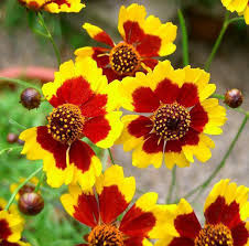 200 Coreopsis Tiger Mix Seeds – Tall Mixed Colors | Organic Perennial Flowers | Coreopsis Tinctoria | Easy to Grow Wildflowers