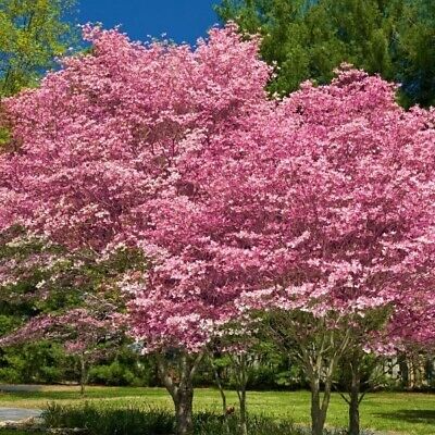 Pink Flowering Dogwood Tree – 10-12" Tall, Well Rooted, Healthy Deciduous, Beautiful Spring Flowers, Ships in Pot