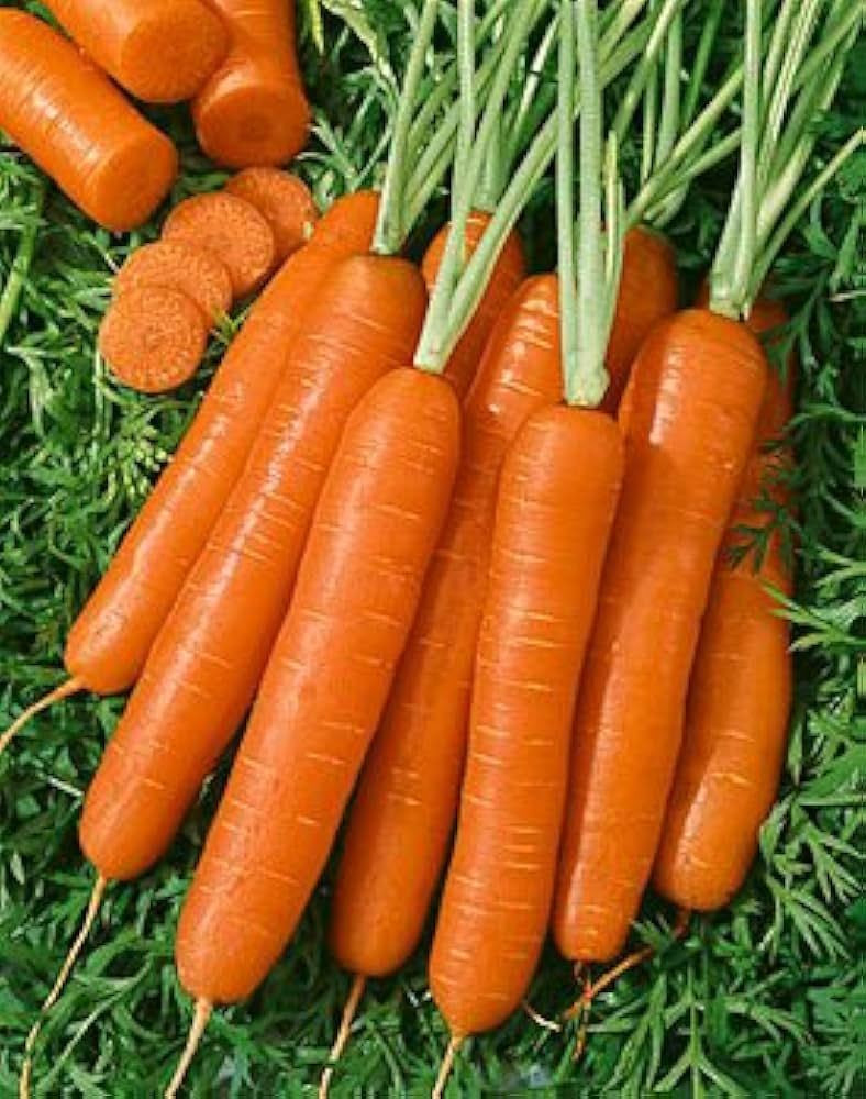 300 Seeds Carrot Scarlet Nantes, Sweet and Crisp Heirloom Carrots, Perfect for Gardens