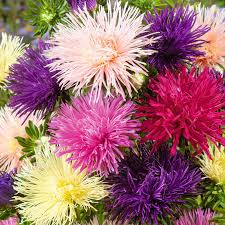 50 Seeds Nova Mix Aster (Callistephus chinensis) – Vibrant Annual Blooms in a Rainbow of Colors