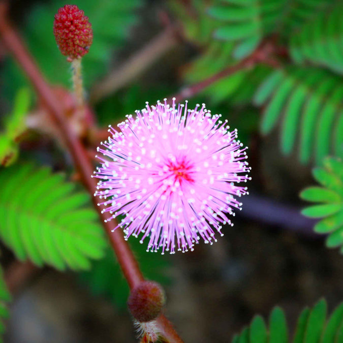 5 Seeds Sensitive Plant (Mimosa microphylla) | Touch-Responsive Leaves | Unique Ground Cover, Pollinator-Friendly, Drought-Tolerant