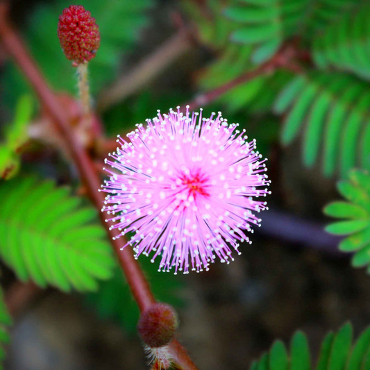 5 Seeds Sensitive Plant (Mimosa microphylla) | Touch-Responsive Leaves | Unique Ground Cover, Pollinator-Friendly, Drought-Tolerant