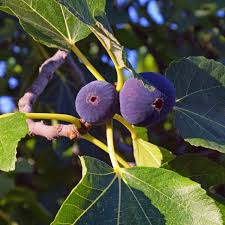 Magnolia Fig Tree | Ficus Carica | Fruiting Tree | Zones 7-10 | Blowout Price
