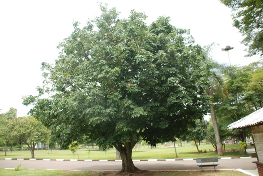 Money Tree Pachira aquatica | Bonsai Seedling | Indoor Plant | 4" Caudex Growth