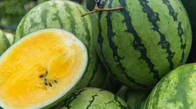 50+ Yellow Baby Doll Watermelon Seeds – Sweet Golden Flesh for Garden Planting, Compact Early Harvest Variety – USA