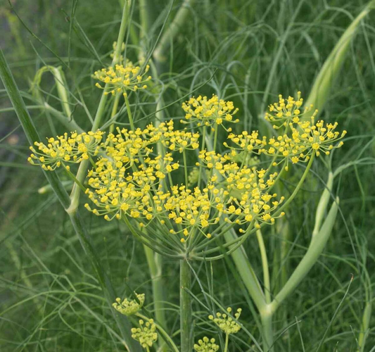 200 Fennel Seeds Herb, Perennial, Swallowtail Butterfly Host Plant, Non-GMO, Aromatic, Healthy, Easy to Grow, Perfect for Gardens