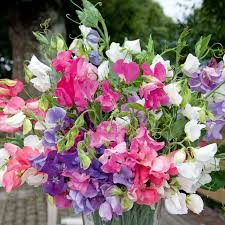 Bouquet Mixture Sweet Pea Seeds – 50+ Colorful Blooms – Compact Flowering Vines for Bouquets, Borders, and Containers – Garden Planting
