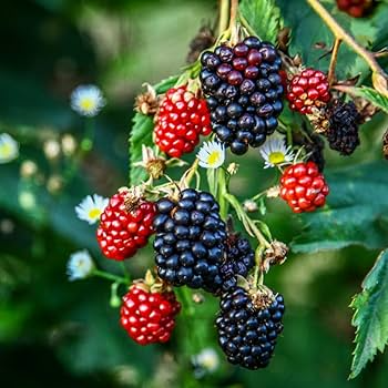 7 Premium Organic Triple Crown Thornless Blackberry Cuttings 6"-10" | Sweet Juicy Berries | Easy to Grow | Unrooted Starter Plants