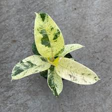 Ficus Shivereana Moonshine Starter Plant | Variegated Rubber Plant | Rooted Houseplant | 4" Tall | Tropical Evergreen | Indoor & Outdoor