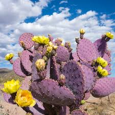 Santa Rita Purple Prickly Pear Cutting (6") | Color Shifts Green to Purple | Beautiful Yellow Blooms | Unrooted Starter