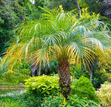 15 Pygmy Date Palm Seeds (Dwarf Phoenix Roebelenii), Indoor Houseplant, Tropical, Easy to Grow, Dwarf Palm Tree, Roebelenii Seeds, Indoor
