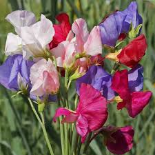50+ Mammoth Mix Sweet Pea Seeds – Giant Fragrant Blooms for Garden Planting, Climbing Vines for Trellises & Bouquets – USA