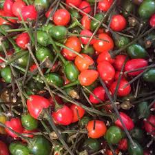 25 Seeds Chiltepin Pepper (Capsicum annuum var. glabriusculum) – Wild Hot Pepper with Bold Heat and Unique Flavor