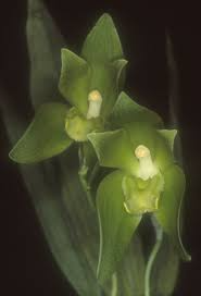 Sudamerlycaste Lycaste Dyeriana Orchid Species Seedling | Rare Multicolor Potted Orchid | Perfect for Indoor & Outdoor Cultivation