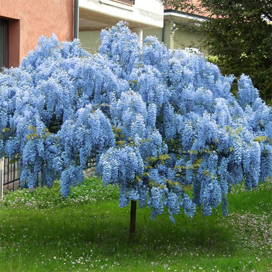 2 Live Bare Root Plants Blue Chinese Wisteria Trees, 1-2 Ft Tall, Wisteria sinensis, Flowering Ornamentals