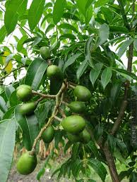 1 Starter Plant June Plum (Spondias dulcis) Tropical Fruit Tree 3’-4′ Tall