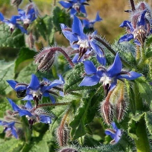 100 Seeds Borage (Borago officinalis) – Heirloom Herb for Pollinator Gardens and Edible Flowers