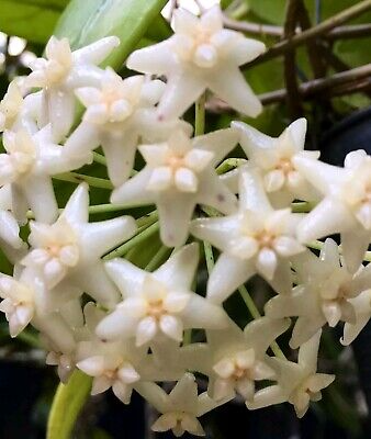 Hoya Doi Tung Starter Plant - Well Rooted 7-10 Inches Tall, White Fragrant Flowers - Exotic Tropical Houseplant for Indoor & Outdoor Spaces