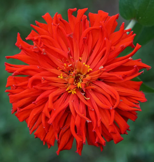 100 Seeds Zinnia Elegans Red Cactus Giant, Huge 4-5" Blooms, Cut Flowers, Non-GMO, Vibrant Garden Blooms